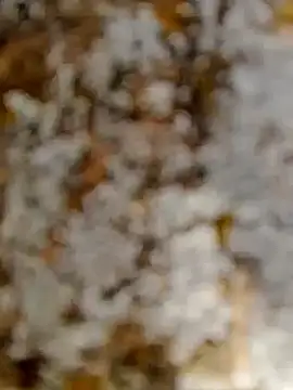 Snapshot of GanaderoMorboso chatting on 02.15.26 GanaderoMorboso online show from 02.15.26