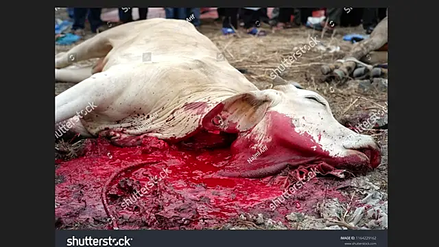 Clima muse online show from 04.12.26