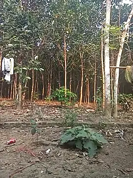 Nuna 689 online show from 03.31.26