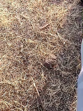 babu bull online show from 02.13.26