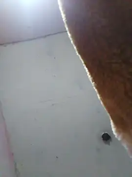 cobrosdepagos online show from 04.16.26