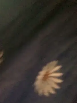 baeas-lan online show from 03.06.26