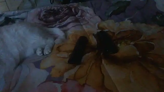 luanahot1 online show from 03.31.26