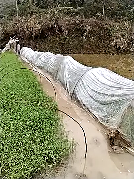 ngocbao11 online show from 03.12.26