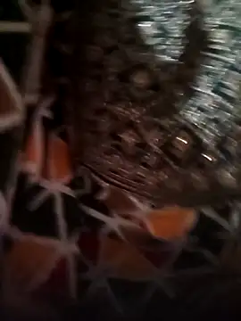 Rashmika Mandana online show from 04.16.26