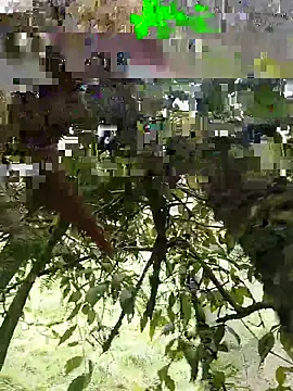 xjkedv online show from 06.06.26