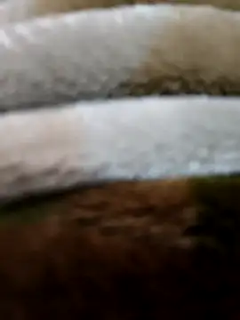 beast 0003 online show from 04.29.26