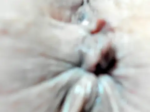 foxy-porn1 online show from 02.03.25