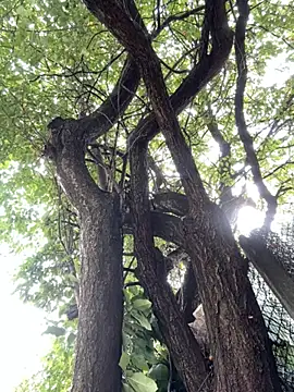 Night dreams online show from 09.20.25