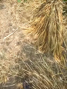 FinableKnee online show from 04.08.26