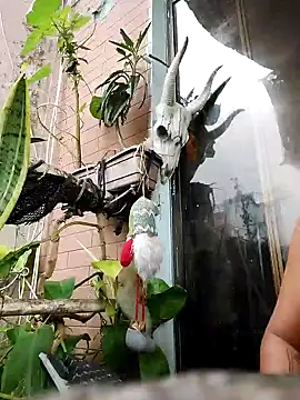 k lebannon online show from 02.09.25