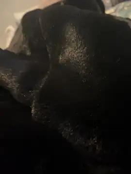 Snapshot of Furdale chatting on 12.20.24 Furdale online show from 12.20.24