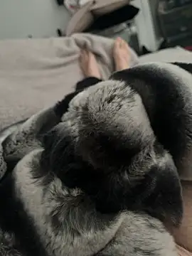 Snapshot of Furdale chatting on 12.24.24 Furdale online show from 12.24.24