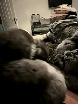 Snapshot of Furdale chatting on 11.24.25 Furdale online show from 11.24.25