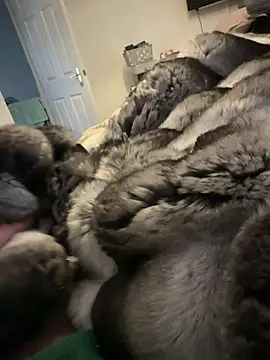 Snapshot of Furdale chatting on 02.15.26 Furdale online show from 02.15.26