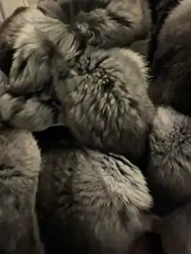 Snapshot of Furdale chatting on 02.18.26 Furdale online show from 02.18.26