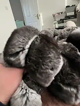 Snapshot of Furdale chatting on 02.23.26 Furdale online show from 02.23.26