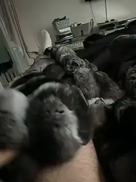 Snapshot of Furdale chatting on 02.24.26 Furdale online show from 02.24.26