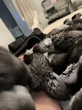 Snapshot of Furdale chatting on 02.26.26 Furdale online show from 02.26.26