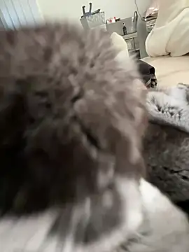 Snapshot of Furdale chatting on 03.03.26 Furdale online show from 03.03.26