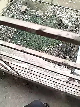 chittagong77 online show from 02.22.26