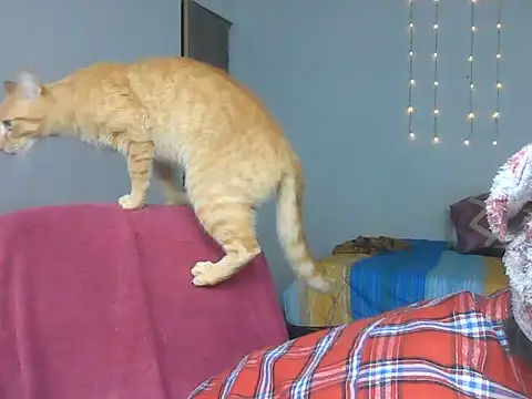 Olivia Bright online show from 03.18.26