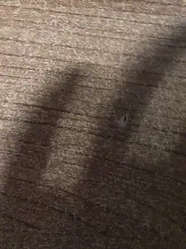 gokhanbey34 online show from 12.21.25