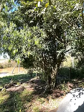 AliceStone19 online show from 09.10.25