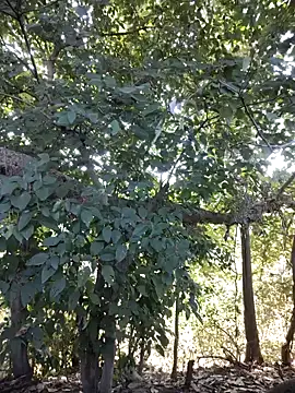 Snapshot of Rinku5553 chatting on 01.27.25 Rinku5553 online show from 01.27.25