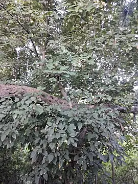 Snapshot of Rinku5553 chatting on 10.30.25 Rinku5553 online show from 10.30.25