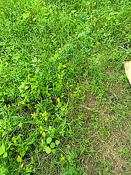 kummuduabbai online show from 09.12.25