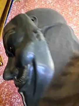 Snapshot of SugarNdBrownie chatting on 02.08.26 SugarNdBrownie online show from 02.08.26