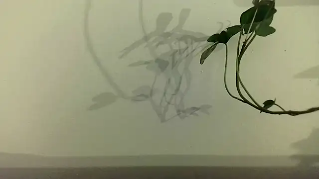 fdd13 online show from 02.18.25