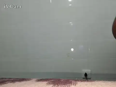 Stormward online show from 02.24.25