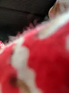 Snapshot of Kolkata___Boy chatting on 11.16.25 Kolkata Boy online show from 11.16.25